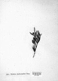 Rhytisma andromedae image